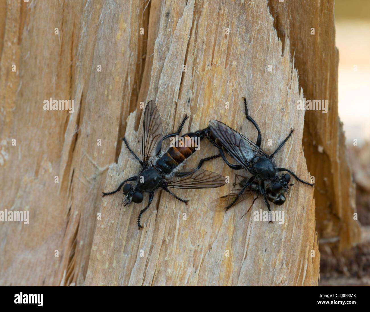 Accoppiamento ladro vola su legno Foto Stock