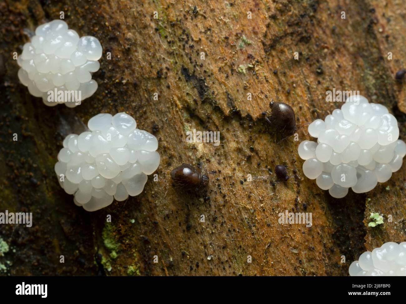 Estremità a molla globulare su legno con funghi, closeup estremo con elevata ingrandimento Foto Stock