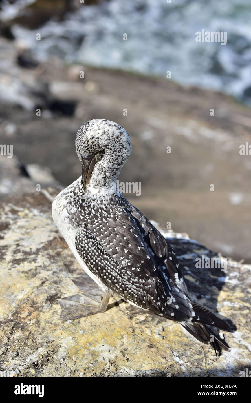 Gannets giovani a Muriwai Beach vicino Auckland Foto Stock