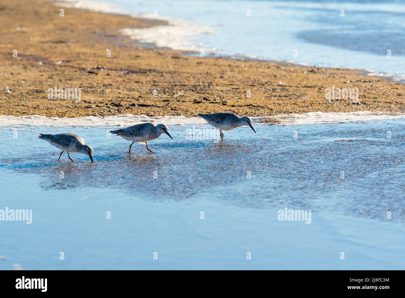 Uccelli di ricci Sandpiper (Calidris ferruginea), uccelli di mare migratori che galleggiano nel lago Wollumboola sulla costa meridionale del nuovo Galles del Sud dell'Australia Foto Stock