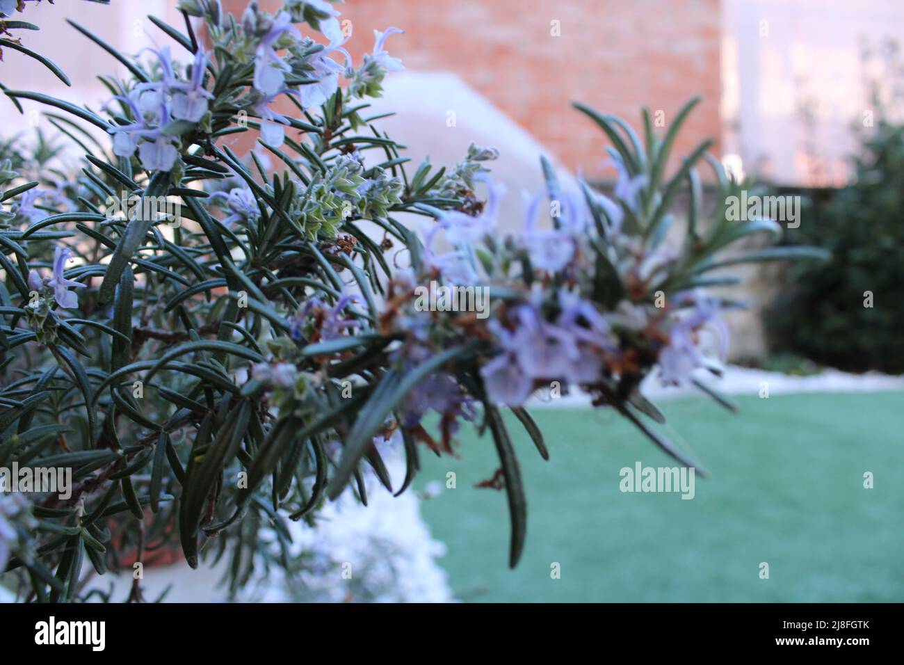 Cespuglio con fiori lilla con cielo blu sullo sfondo in primavera trovato nel parco Foto Stock