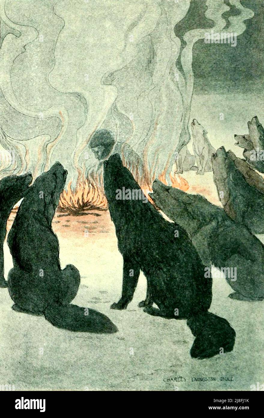 Charles Livingston Bull - White Fang - 1906 - Illustrazione per il libro di Jack London Foto Stock