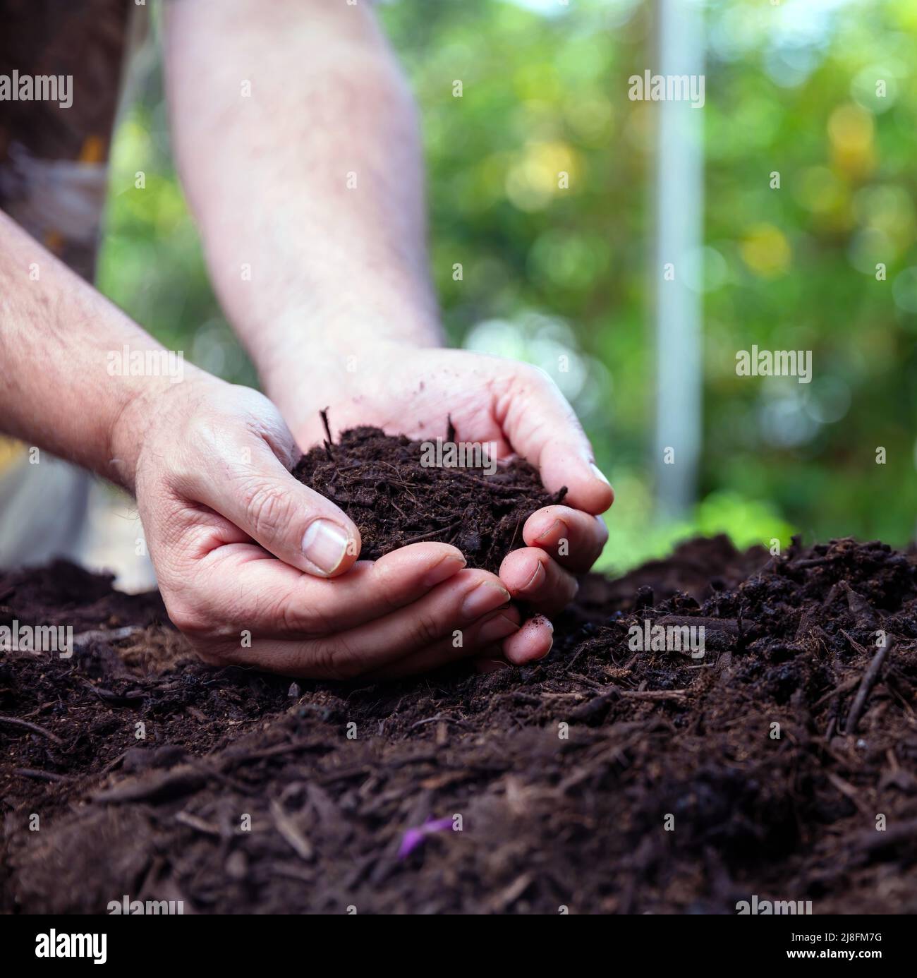 Terreno in palme maschili. Mano del coltivatore che tiene il suolo buono vista ravvicinata. Agricoltura giardino opere, natura proteggere concetto Foto Stock