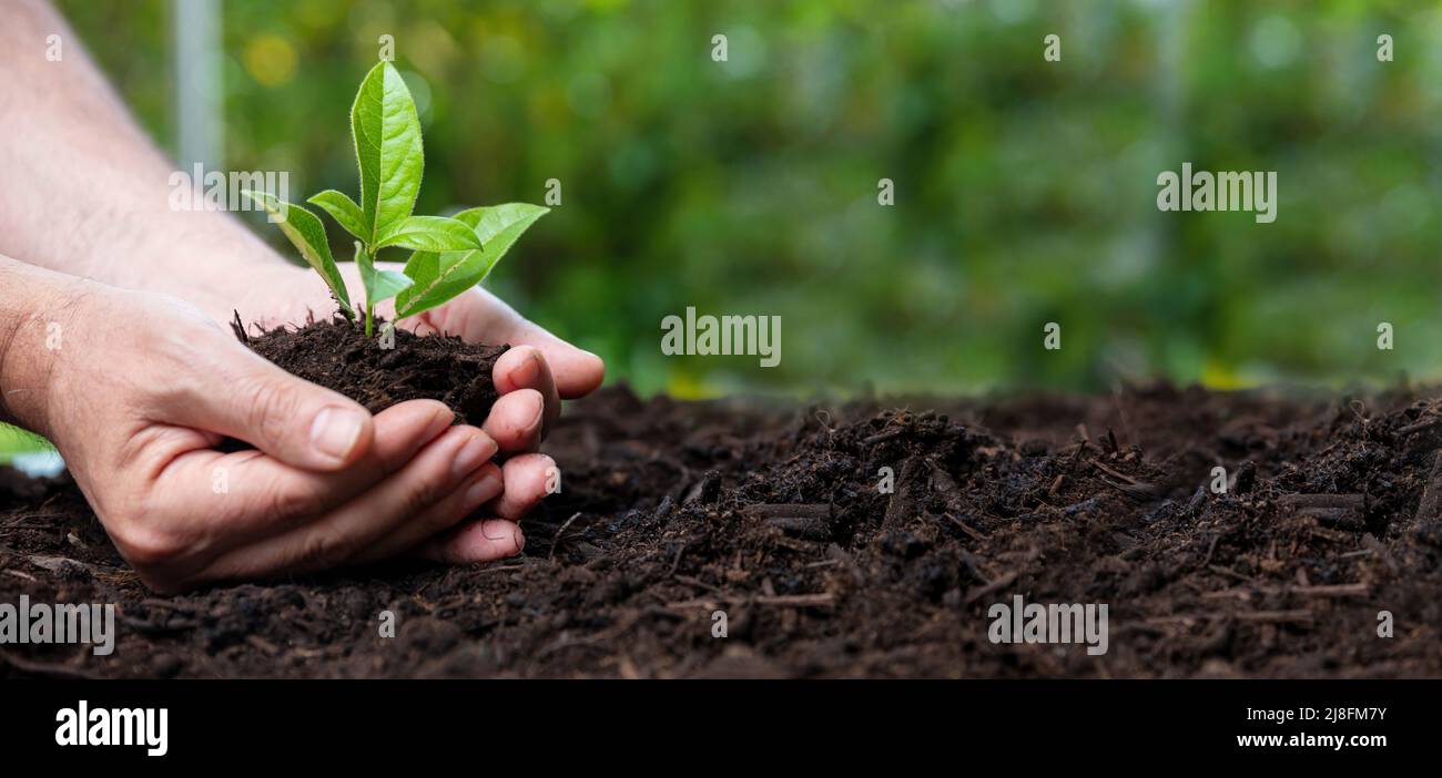 Coltivatore mano tenere germoglio, buon suolo sfondo, primo piano vista. Giorno della terra, protegga il concetto della natura, spazio di copia del banner. Foto Stock