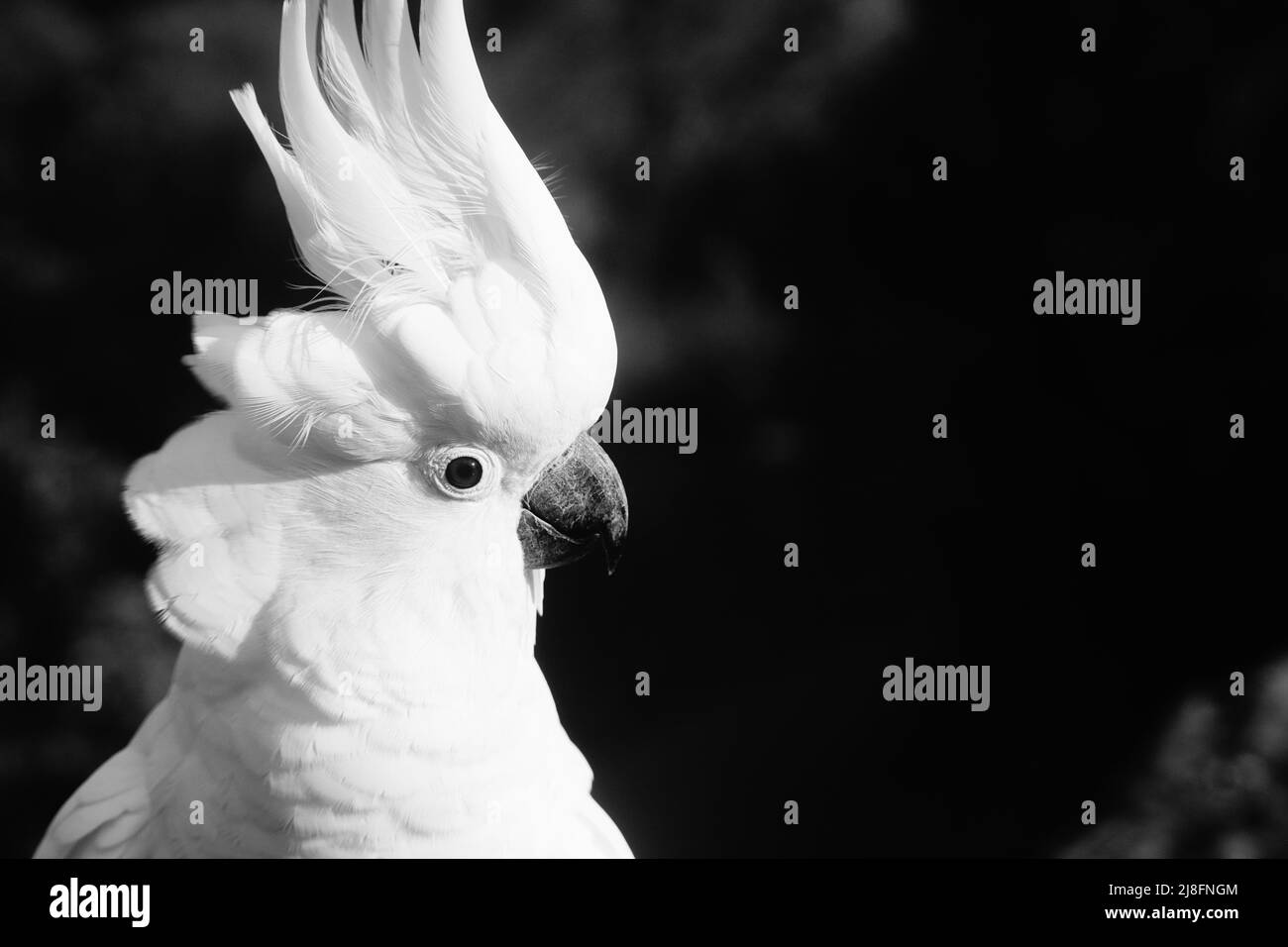 Profilo bianco e nero Vista di un Cockatoo solforato Foto Stock