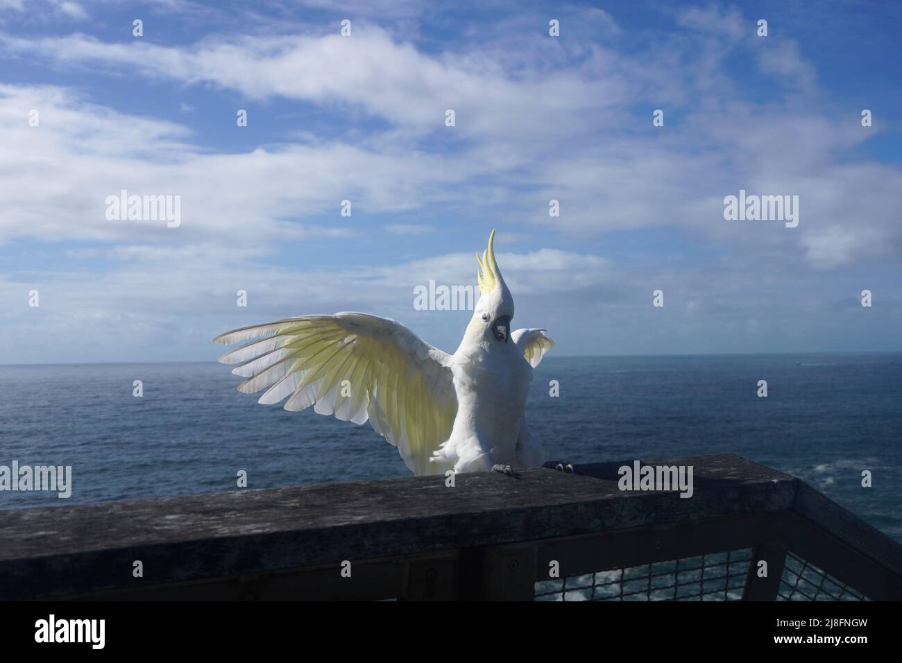 Cockatoo sta per tirare le sue ali in preparazione per l'atterraggio Foto Stock