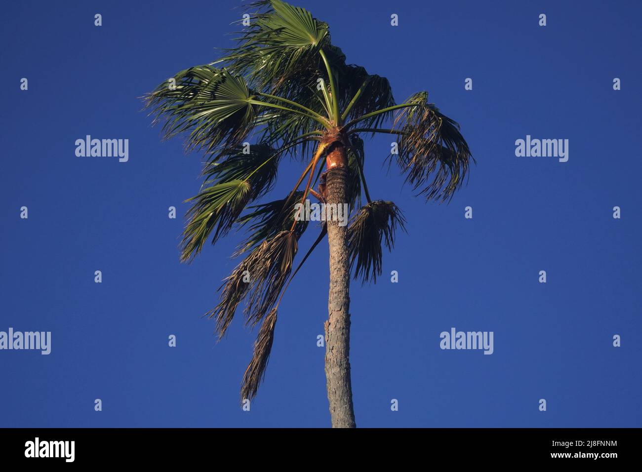 Palm Tree Top in un giorno ventoso contro il cielo blu nella luce del tardo pomeriggio Foto Stock