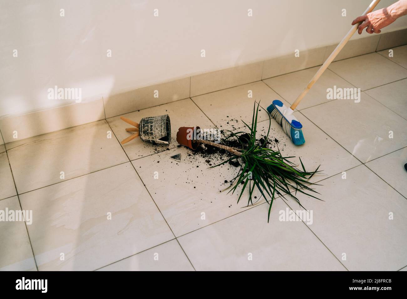 Vaso di fiori rotto sul pavimento con terreno versato e pianta danneggiata. Strofinare il pavimento con un panno. Home chores - pulizia dello sporco. Fiore incidente con Foto Stock