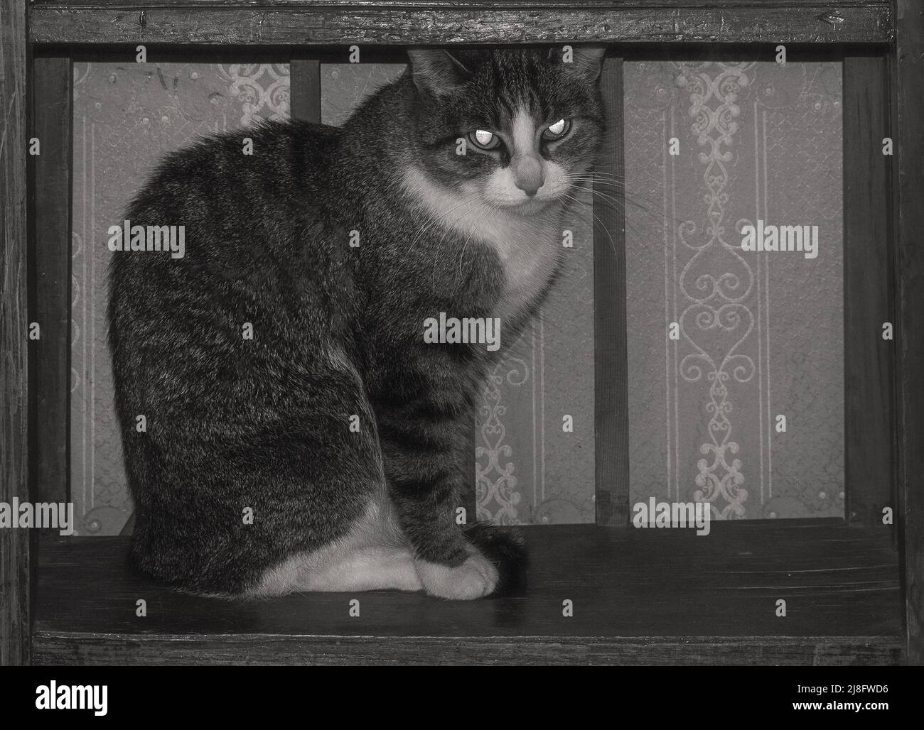 cat con i suoi occhi luminosi siede all'interno del vecchio bookstand Foto Stock