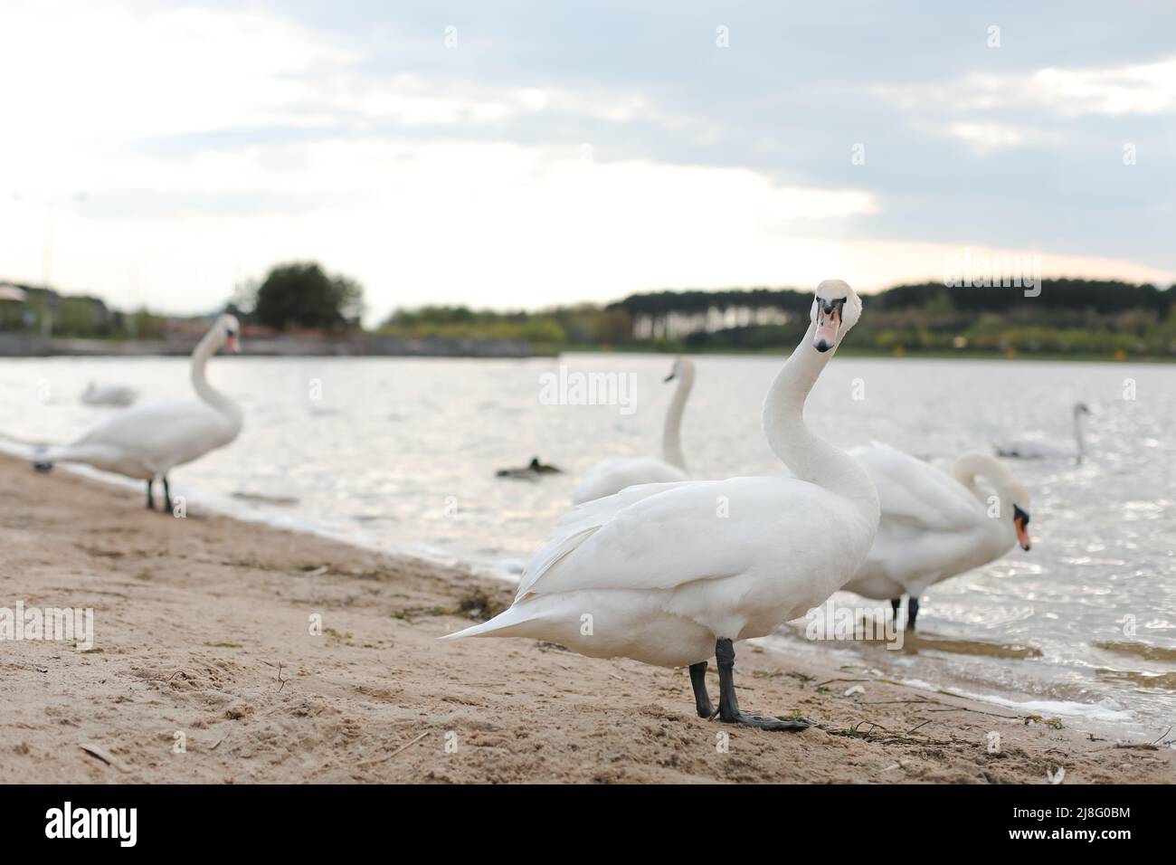 Graziosi cigni bianchi sul lago. Mute cigni, fauna selvatica scena Foto Stock