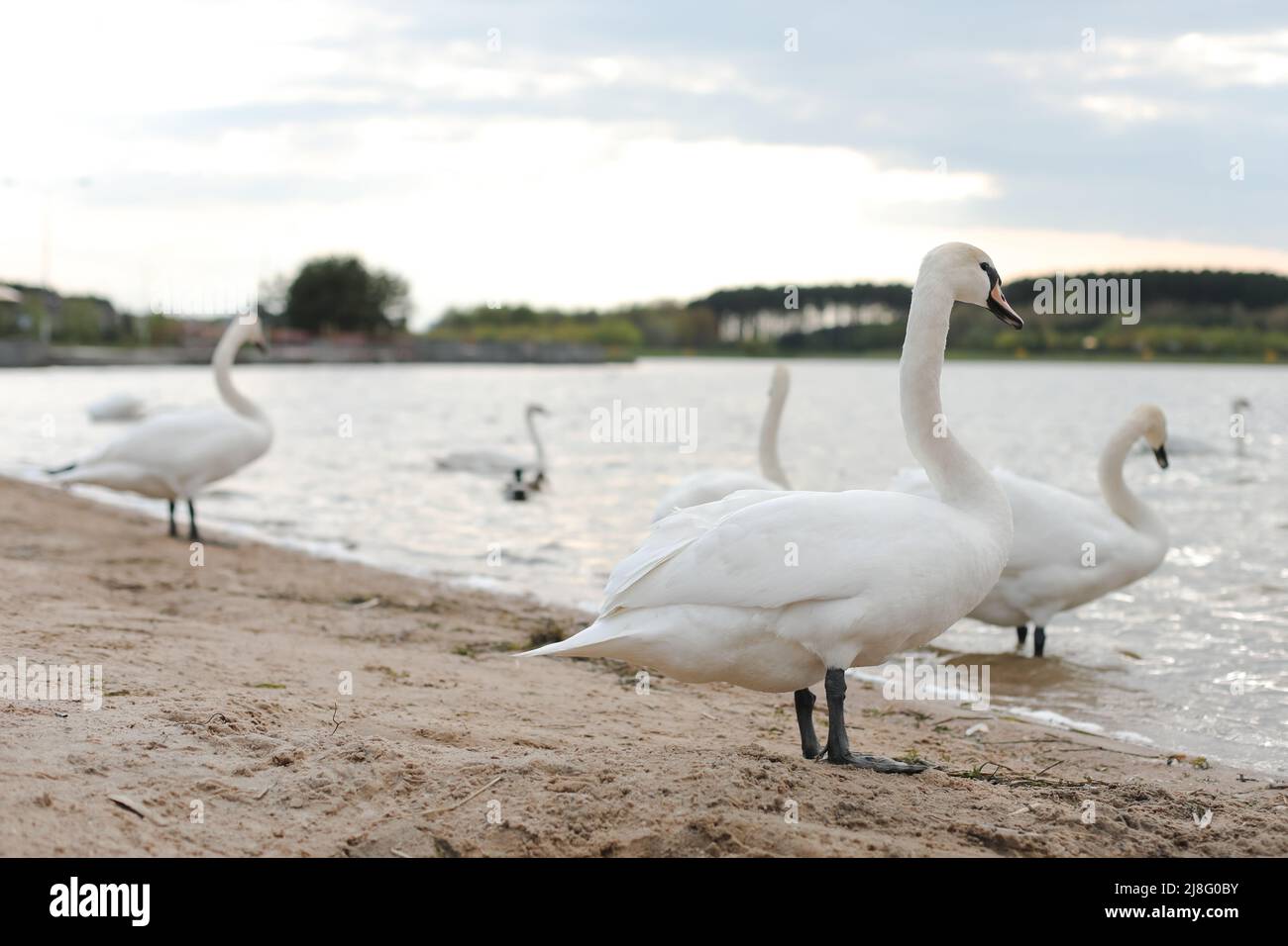 Graziosi cigni bianchi sul lago. Mute cigni, fauna selvatica scena Foto Stock