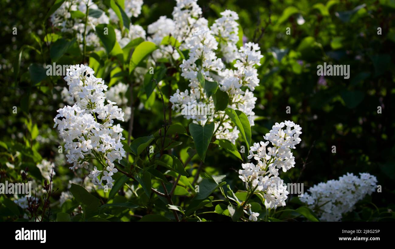 Bella cespuglio lilla. Fiori di lilla. Sfondo floreale. Foto Stock