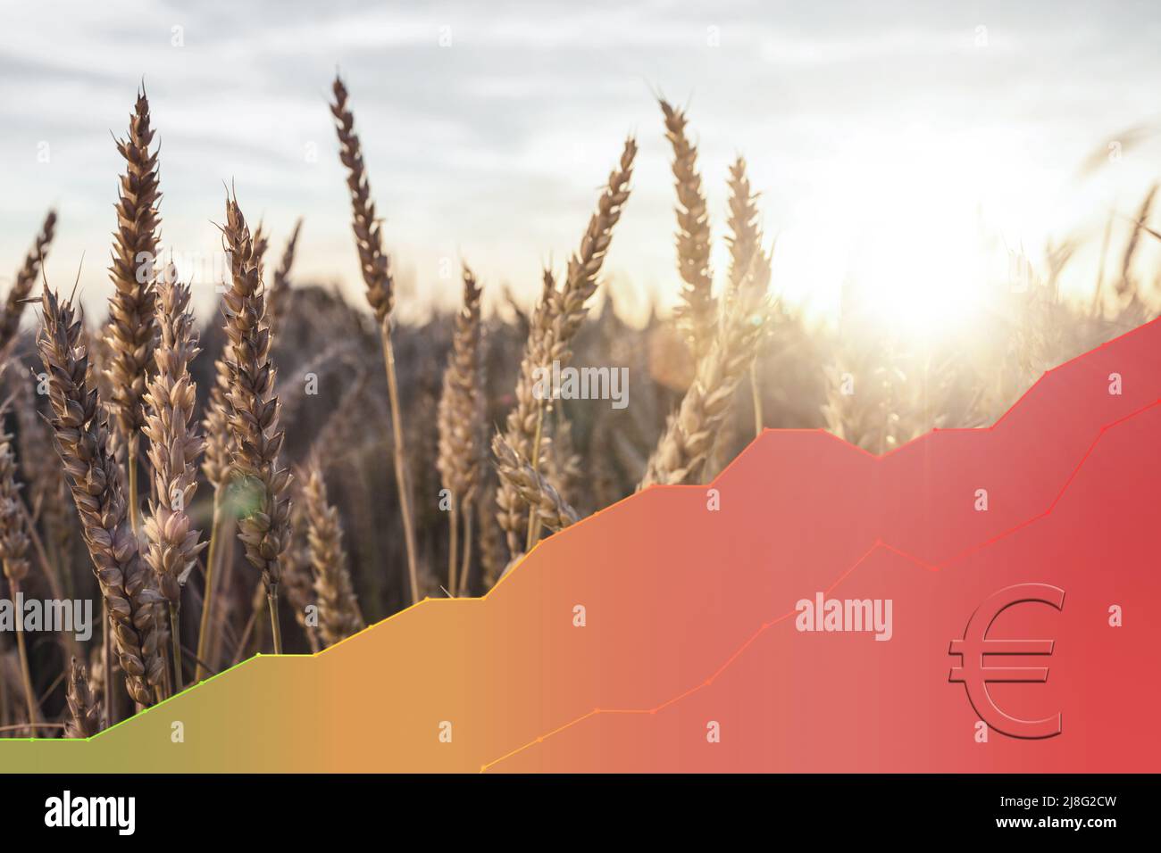 Campo di grano con grafico rosso per aumentare il prezzo Foto Stock