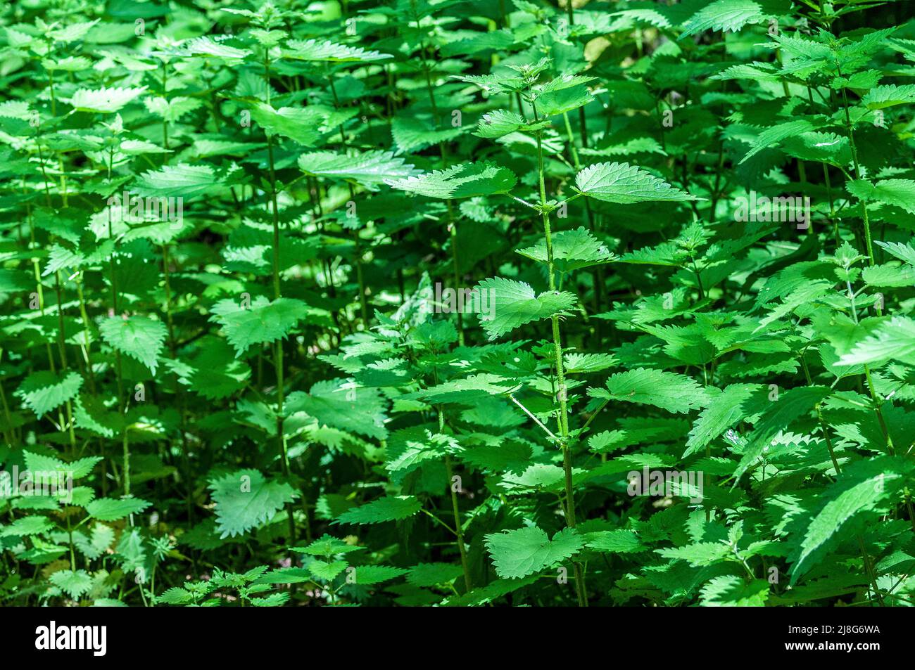 Urtica dioica, spesso nota come ortica comune Foto Stock