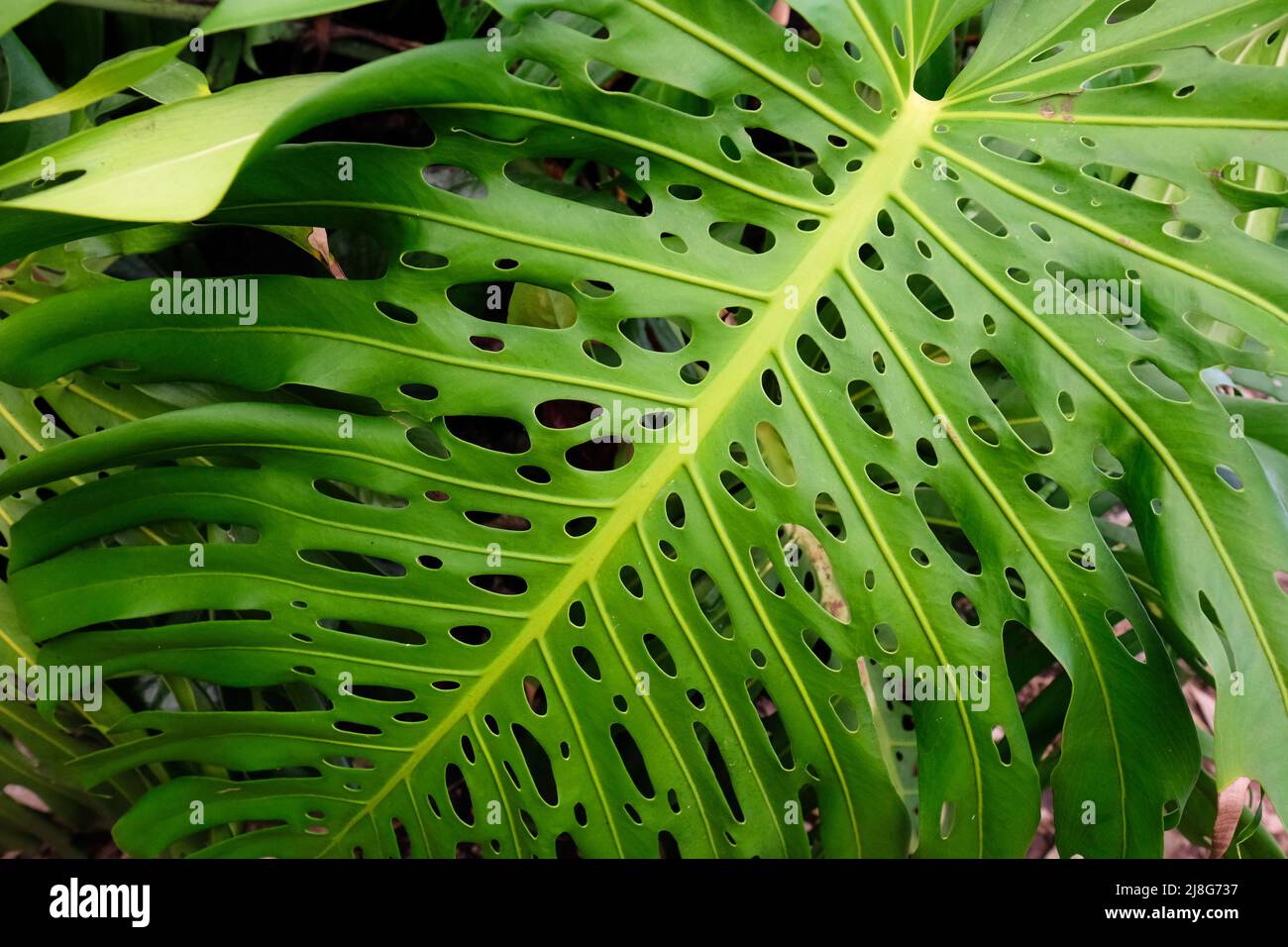 Foglia scavata gigante di una Monstera deliciosa conosciuta anche come la pianta del formaggio svizzero Foto Stock