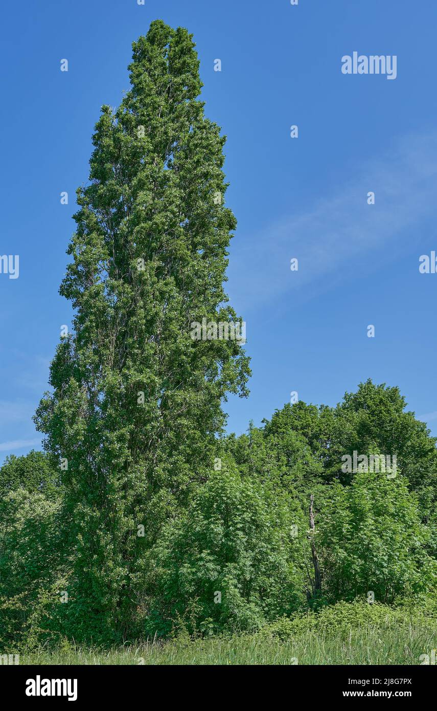 Pioppo nero o Lombardia Poplar (Populus nigra italica),Renania,Germania Foto Stock