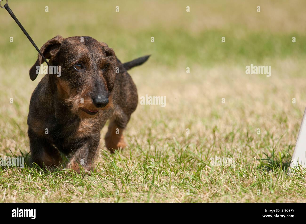 Wirehaired Dachshund camminando nell'erba Foto Stock