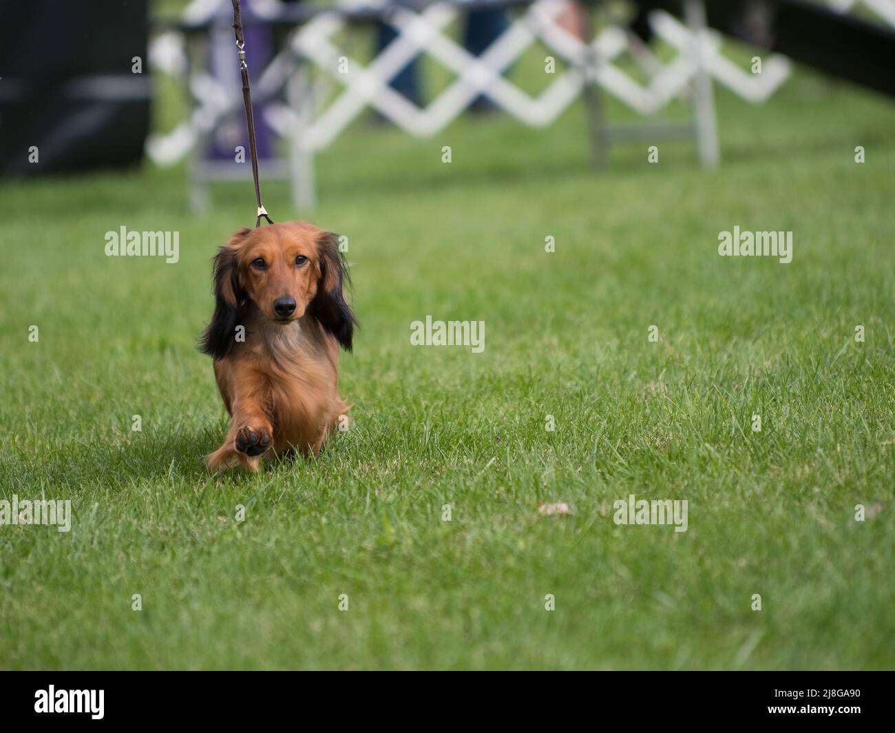 Longhaired Dachshund che cammina nell'anello di conformazione durante uno spettacolo del cane Foto Stock