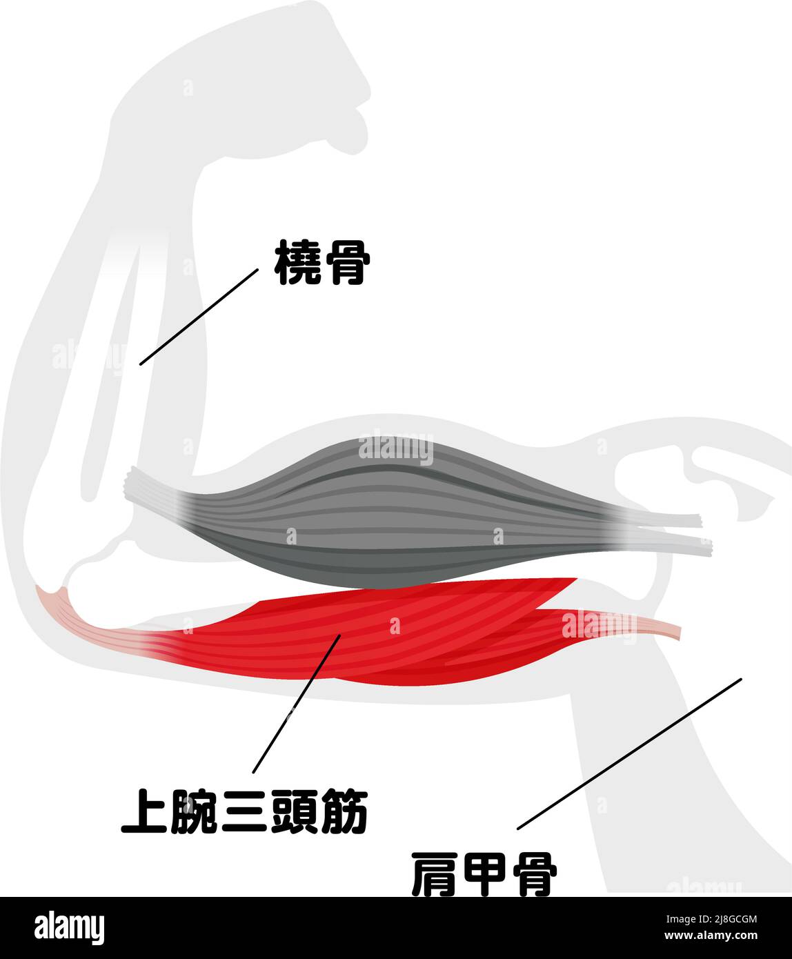 Illustrazione anatomica del muscolo del braccio ( triceps ) | Giapponese Illustrazione Vettoriale