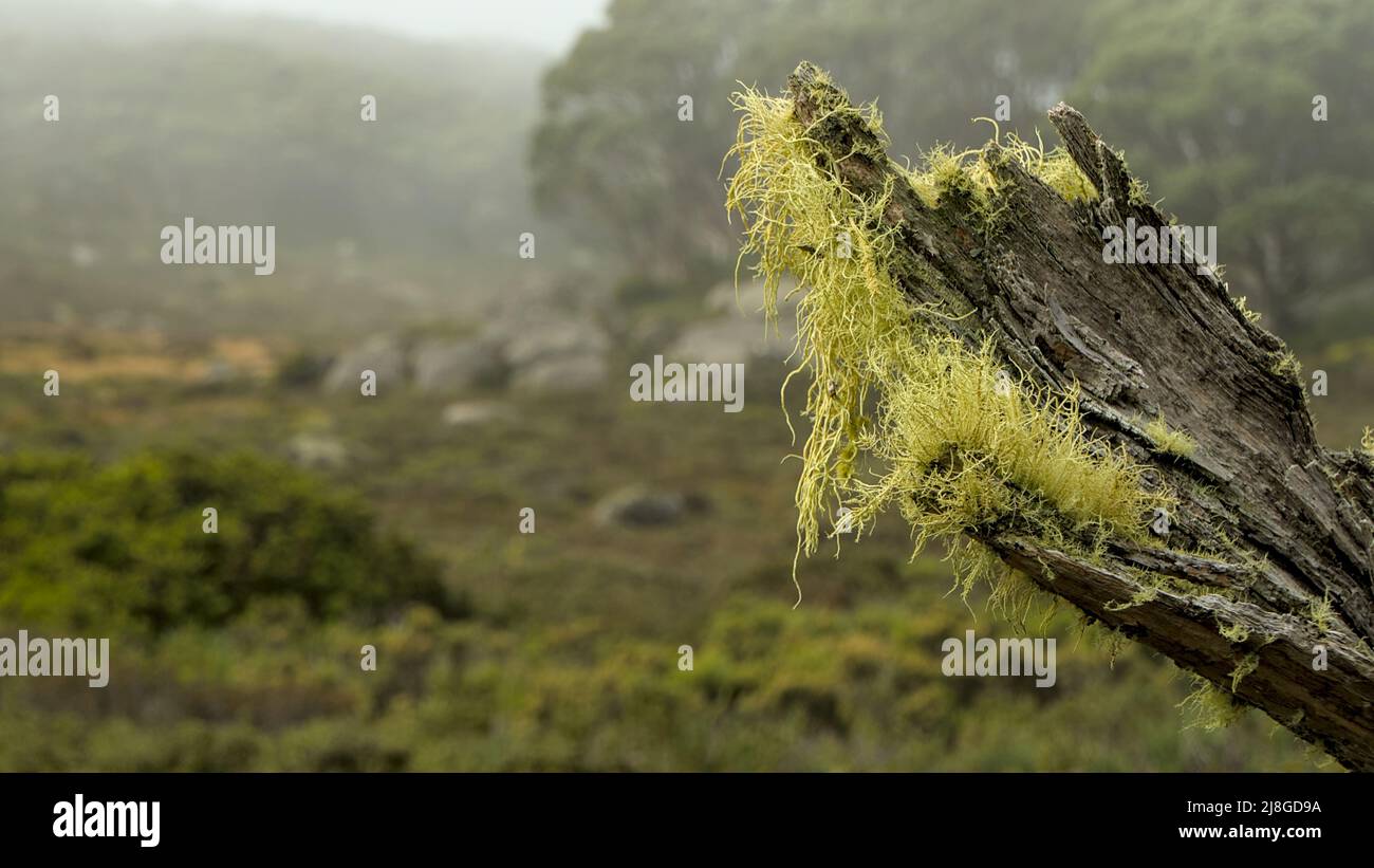 Lichen verde peloso che cresce nel freddo, ventoso ambiente delle catene alpine vittoriane sul Monte Baw Baw Foto Stock