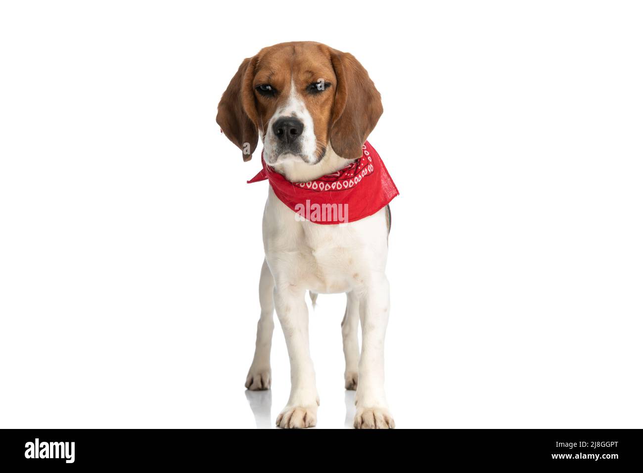 dolce cane beagle cercando di non addormentarsi dalle gambe e indossare una  bandana rossa su sfondo bianco Foto stock - Alamy