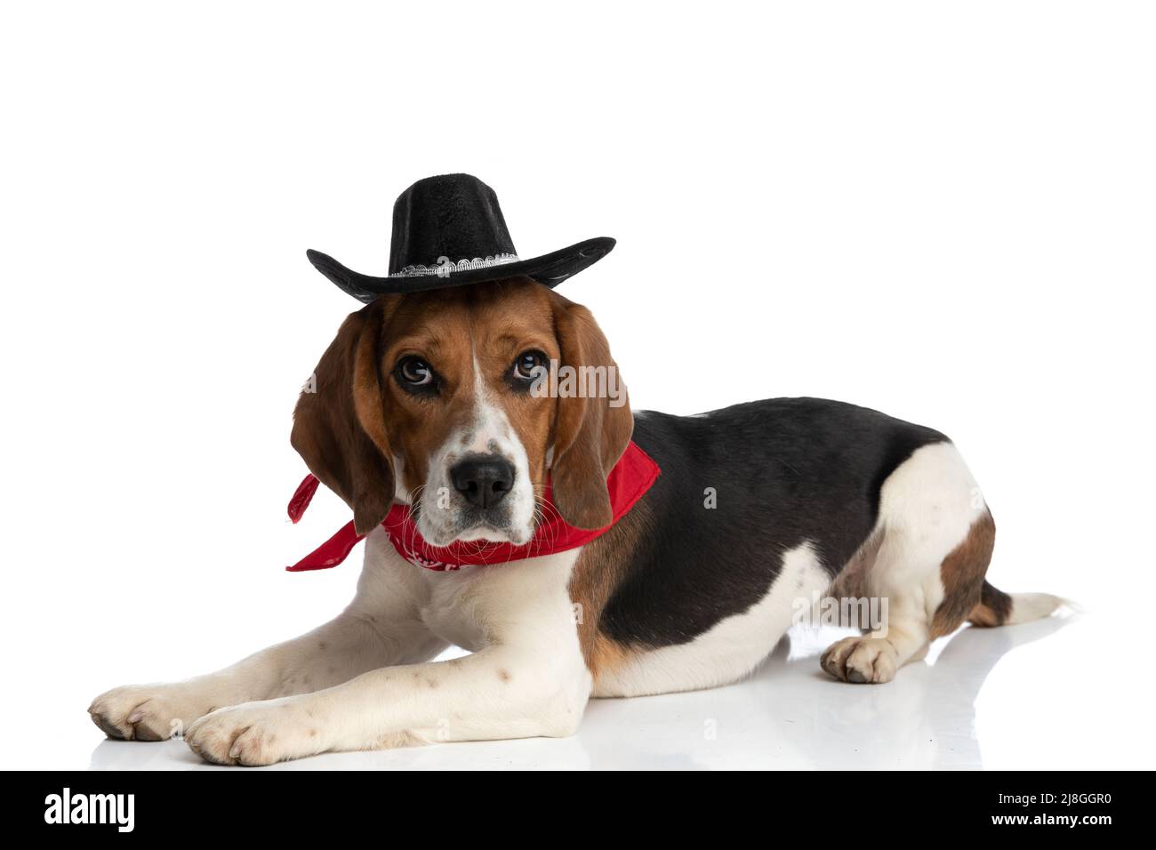 vista laterale di un piccolo cane beagle che indossa un cappello nero e bandana rossa come un boss su sfondo bianco Foto Stock