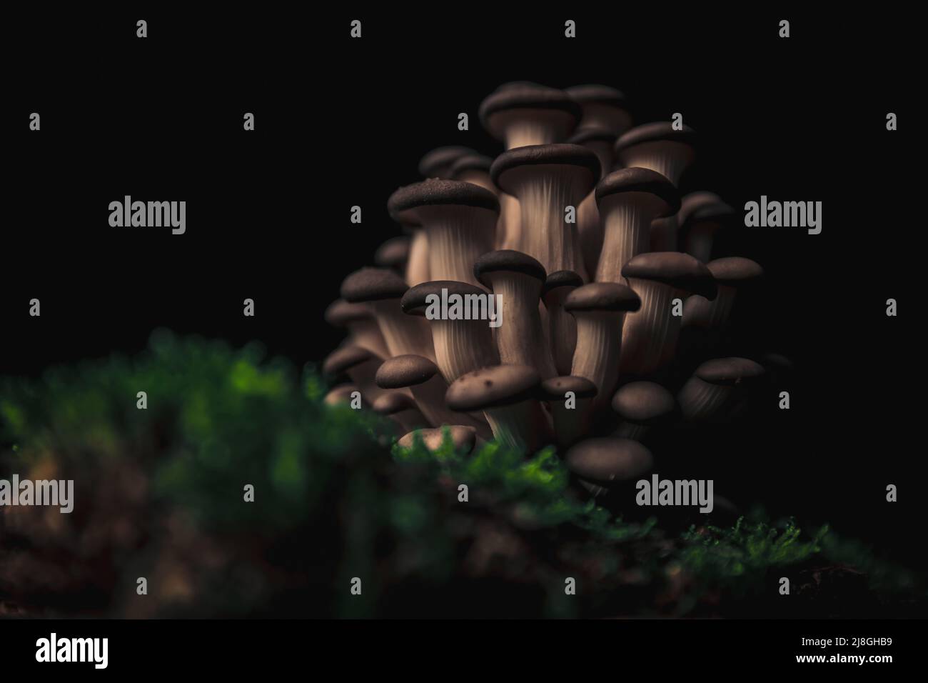 pasto sano di gustosi funghi in cima alla muschio terra pronto per essere cucinato su sfondo nero Foto Stock