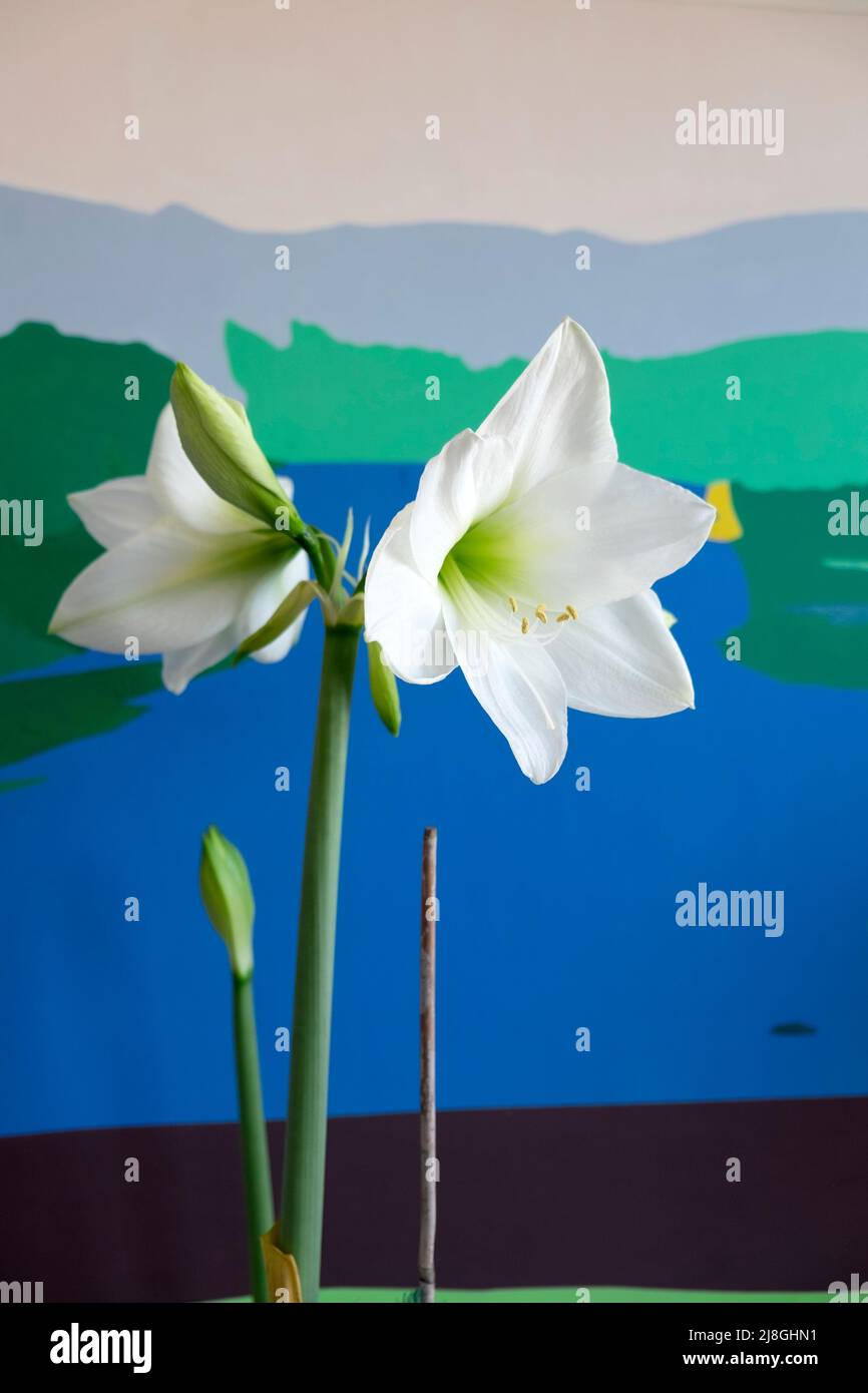 Bianco Amaryllis Hippeastrum con blu verde pittura sfondo fioritura bulbo pianta in aprile primavera al chiuso a Londra Inghilterra Regno Unito KATHY DEWITT Foto Stock