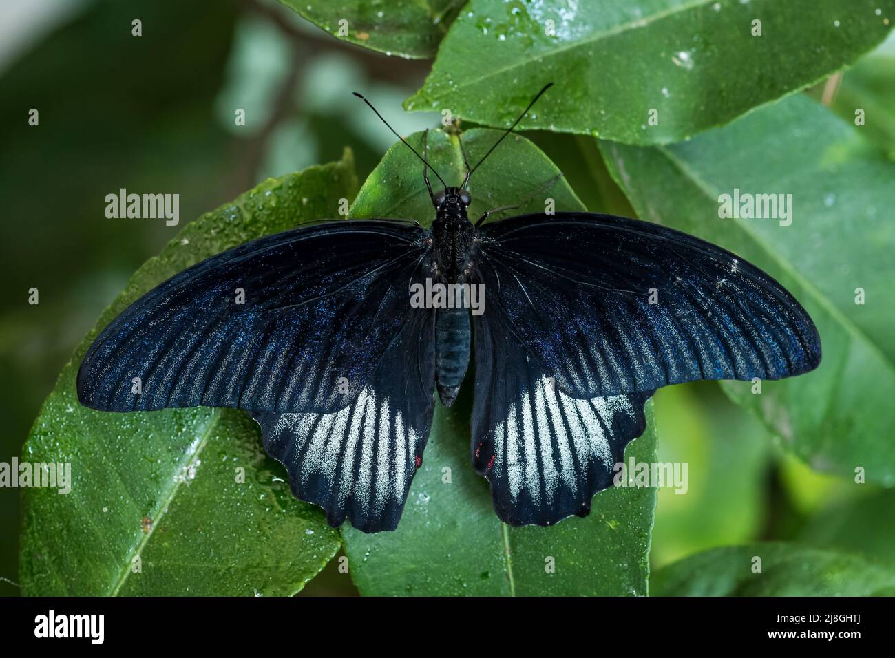 Scarlatto farfalla mormone - Papilio deifobus rumanzovia, bella grande farfalla colorata da foreste e giardini del sud-est asiatico, Sulawesi. Foto Stock
