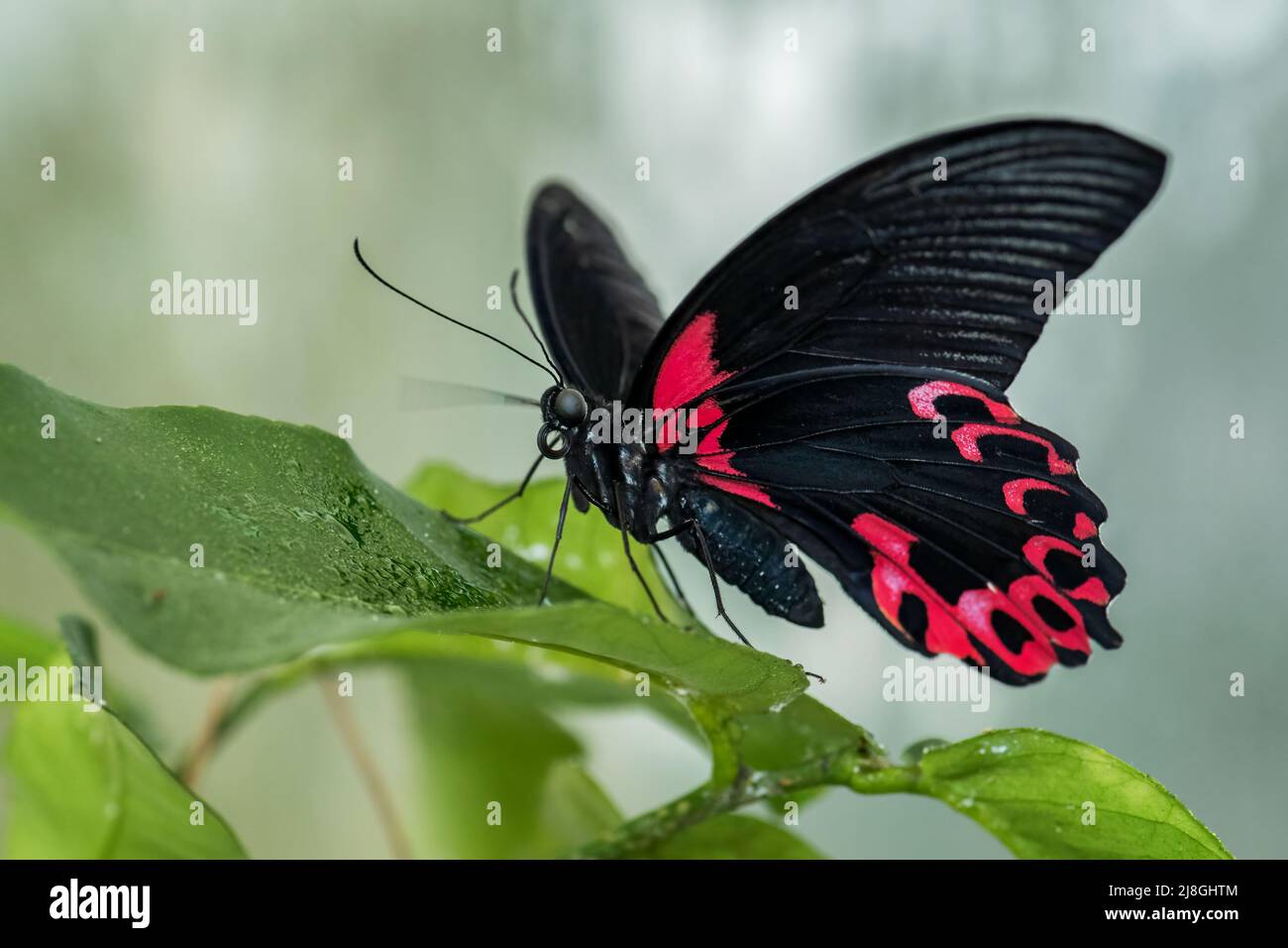 Scarlatto farfalla mormone - Papilio deifobus rumanzovia, bella grande farfalla colorata da foreste e giardini del sud-est asiatico, Sulawesi. Foto Stock