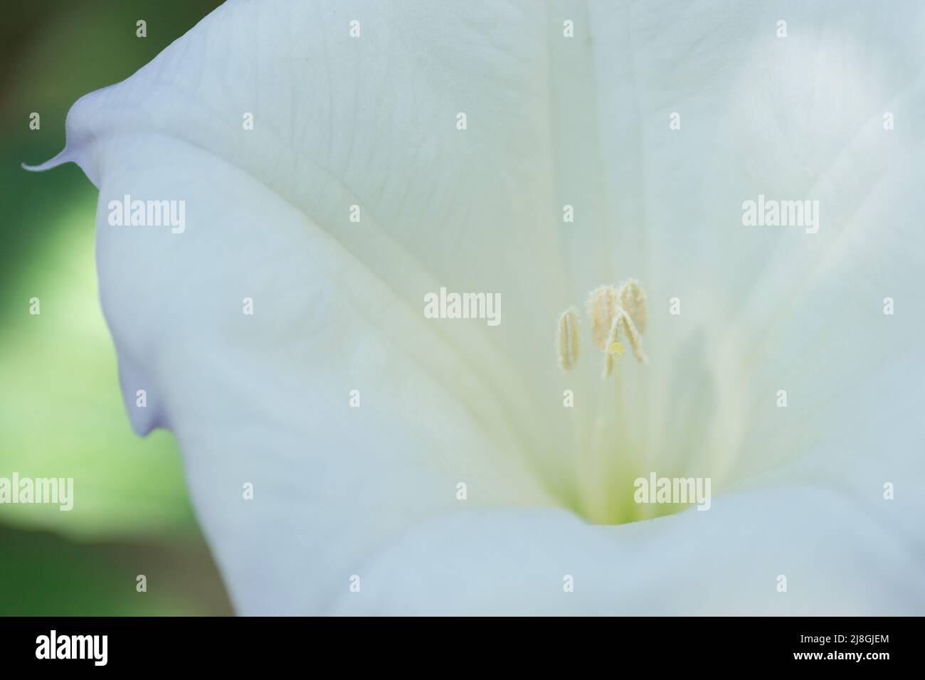 Bella campana a forma di fiore bianco della pianta Datura - nome latino, Datura stramonium. Foto Stock