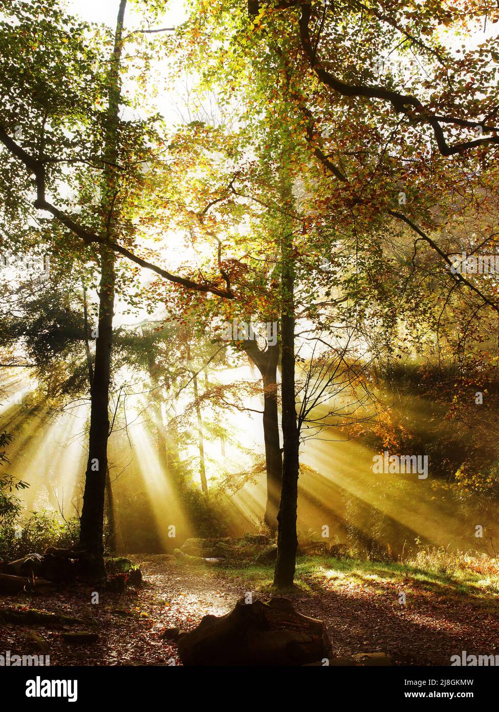 Bellissimo bosco britannico in autunno colori Foto Stock