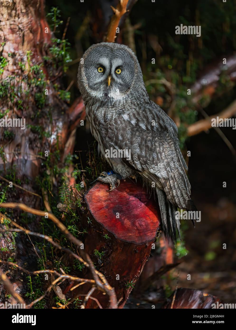 Luce mozzafiato su Great Grey Owl Foto Stock