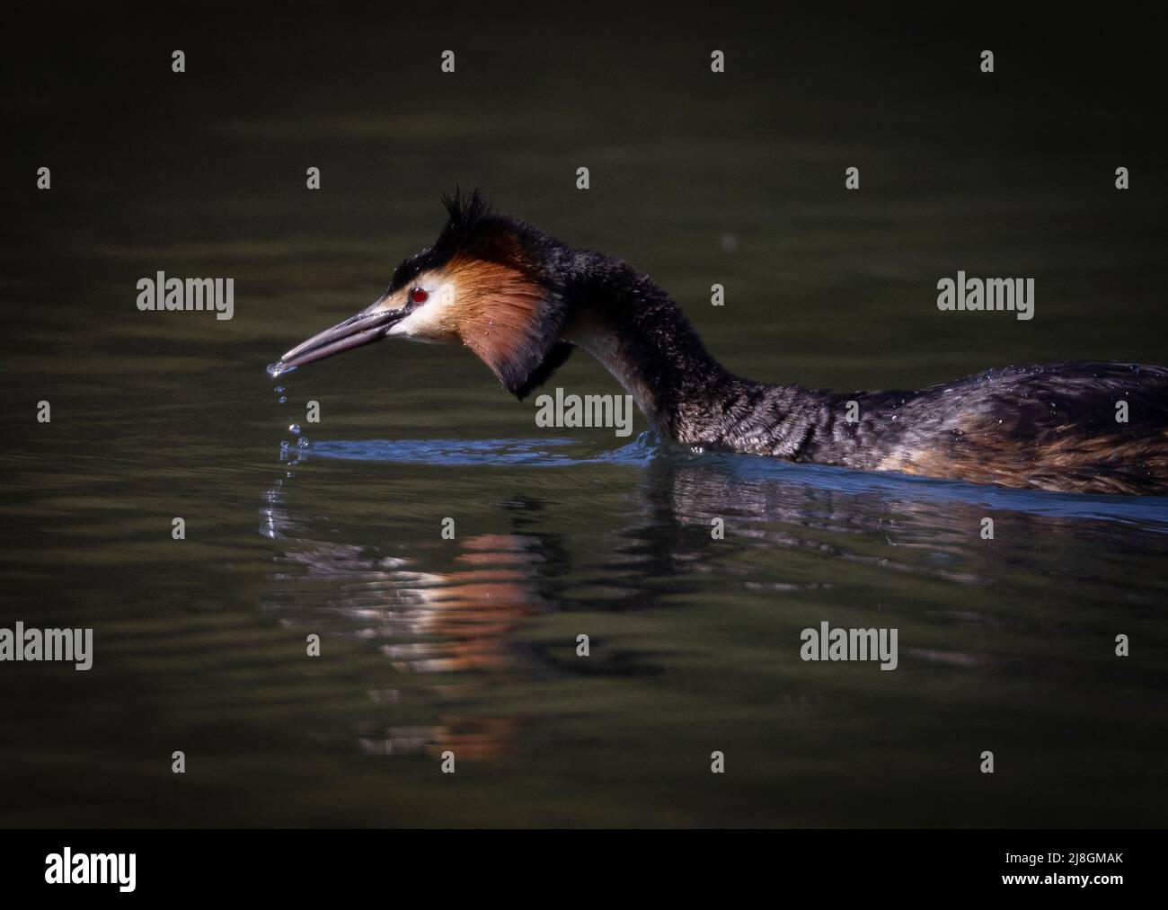 Grande maschio Crested Grebe di Heather B. Foto Stock