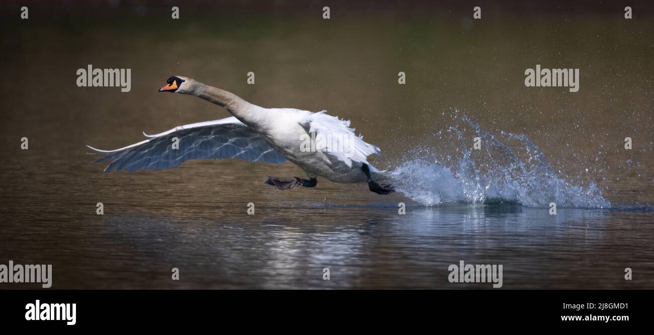 Mute Swans atterraggio su acqua e decollo. Foto Stock