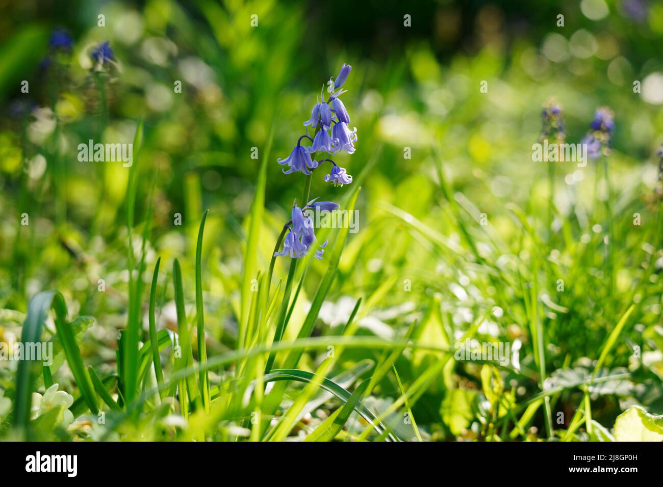 Bluebells (hyacinthoides non scripta) in un giardino Foto Stock
