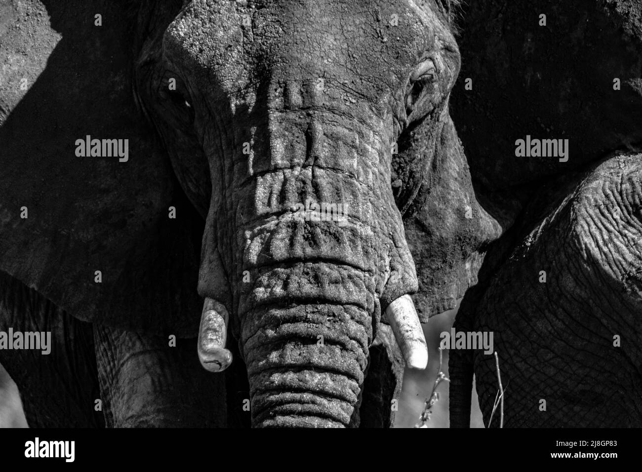 Matriarca dell'elefante. Foto Stock