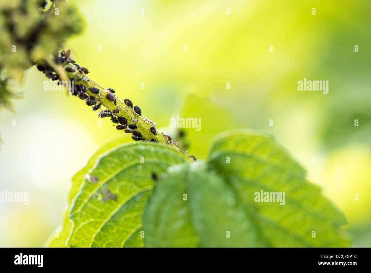 Afidi, mosca nera (afidi di fagiolo nero, mosca nera) sulle foglie. Primo piano e fuoco selettivo di una pianta coperta con un gran numero di insetti neri della peste. Foto Stock