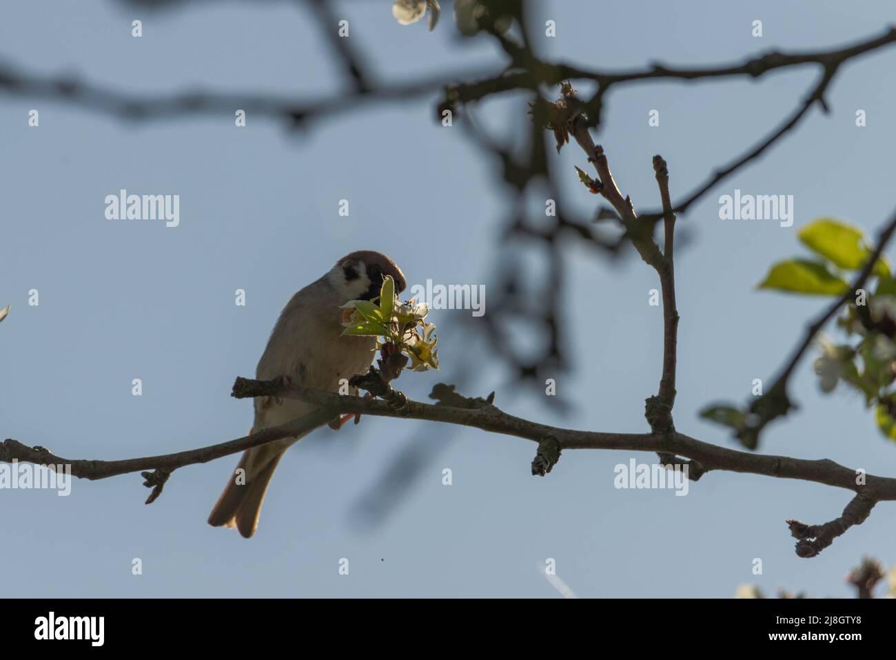 Ramo di pera in primavera, coperto di giovani foglie e fiori. Un passero di foraggio siede su un ramo. Sullo sfondo si può vedere un cielo senza nuvole. Foto Stock