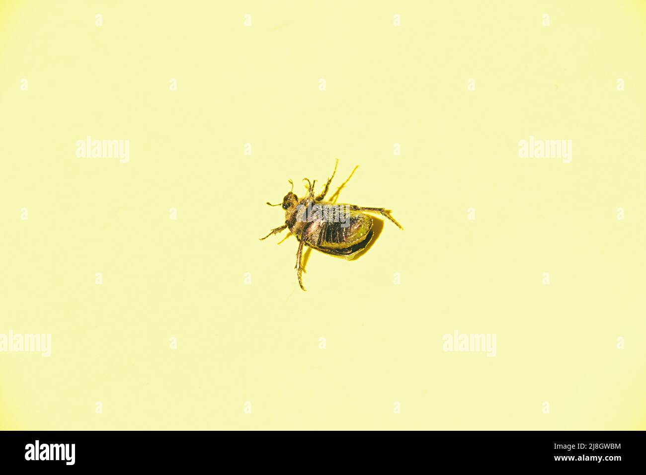 Bug rovesciato su sfondo giallo. Foto Stock