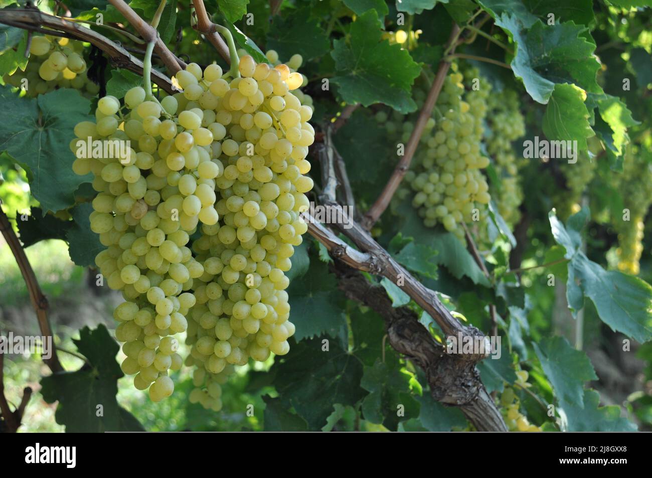 Uva sultana, mazzo di uve fresche verdi sultanine turche in vigneto con foglie di vite e rami a Manisa, Turchia. Messa a fuoco selettiva. Foto Stock