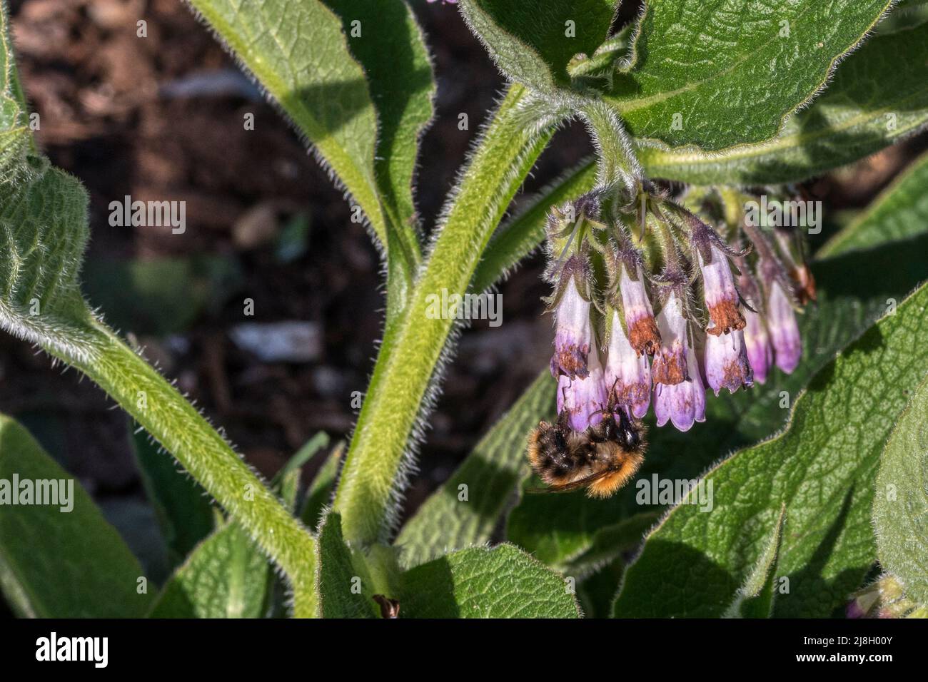 Ape su un fiore di Bocking 14 comfrey cresciuto per l'uso come un concime verde. Foto Stock