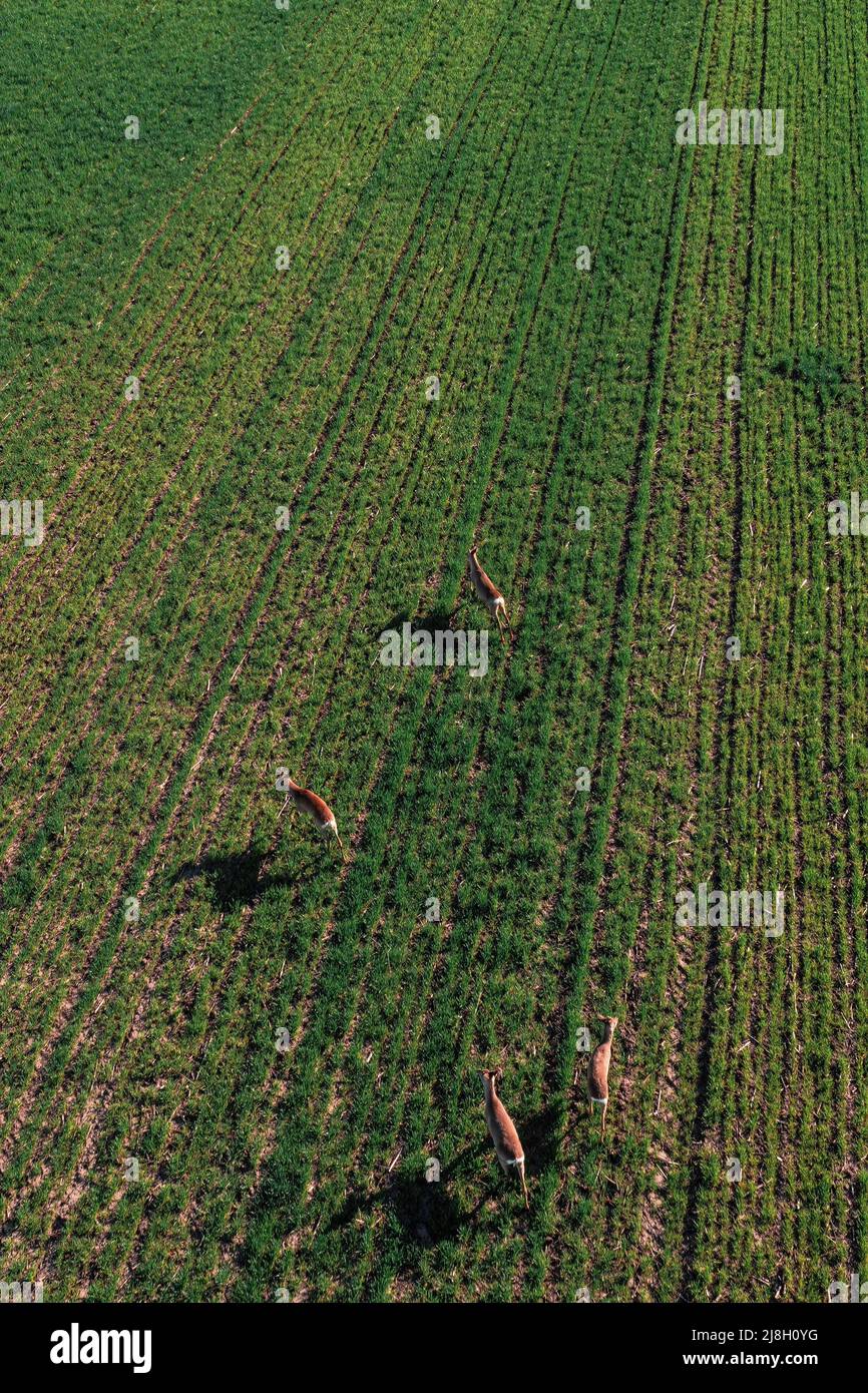 Scatto aereo di gruppo di caprioli che corre su campo coltivato erba di grano, vista ad angolo alto Foto Stock