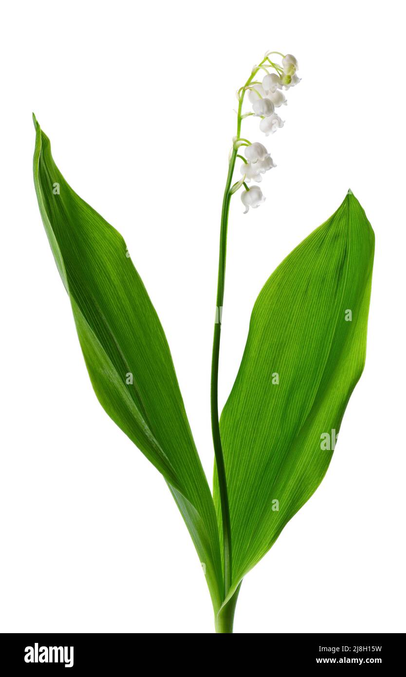 Lily della valle isolato su sfondo bianco. Fiori e foglie di Convallaria Foto Stock