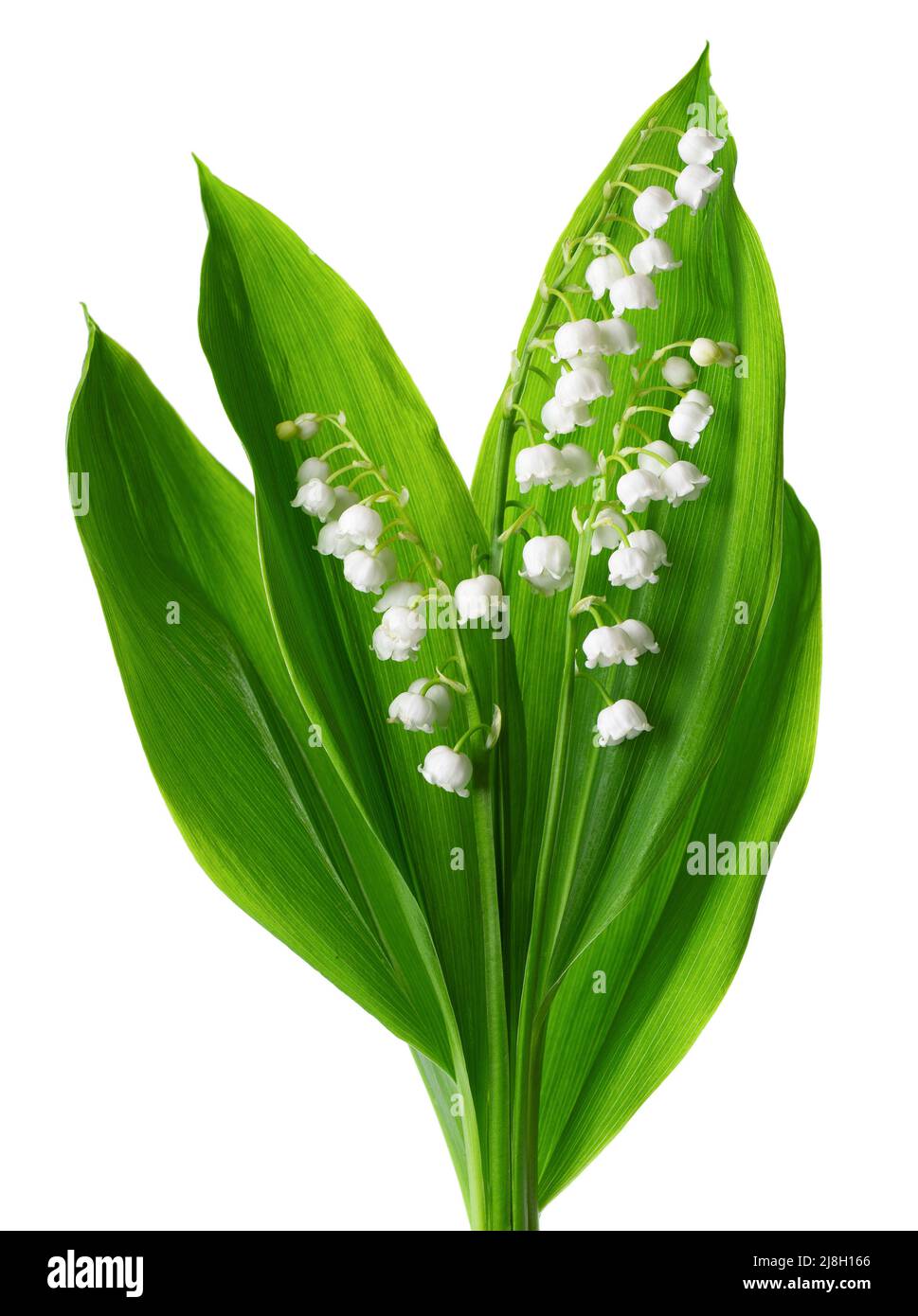 Lily della valle isolato su sfondo bianco. Bouquet di fiori e foglie di Convallaria Foto Stock