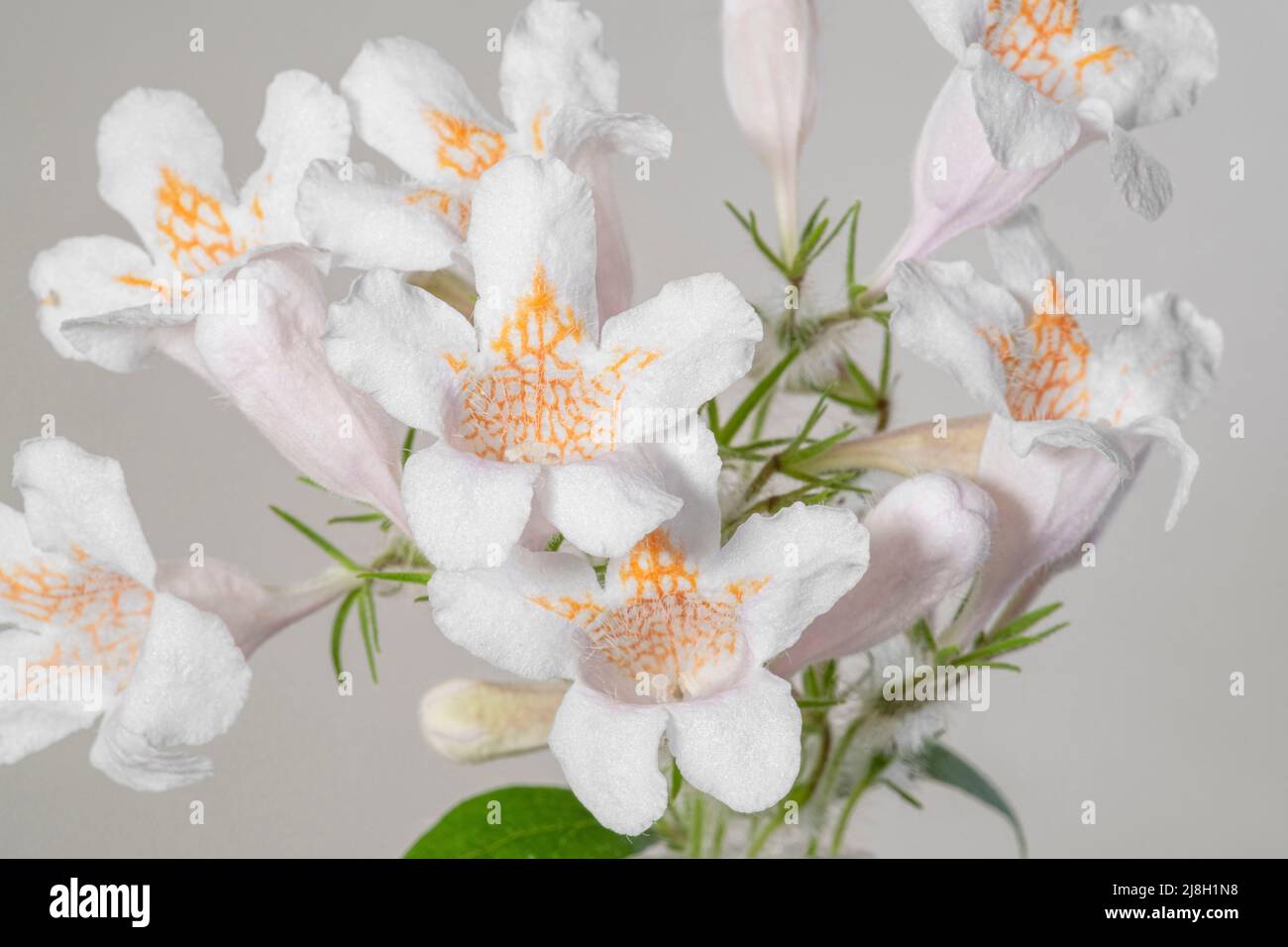 Grappolo di fiori bianchi su sfondo grigio chiaro Foto Stock