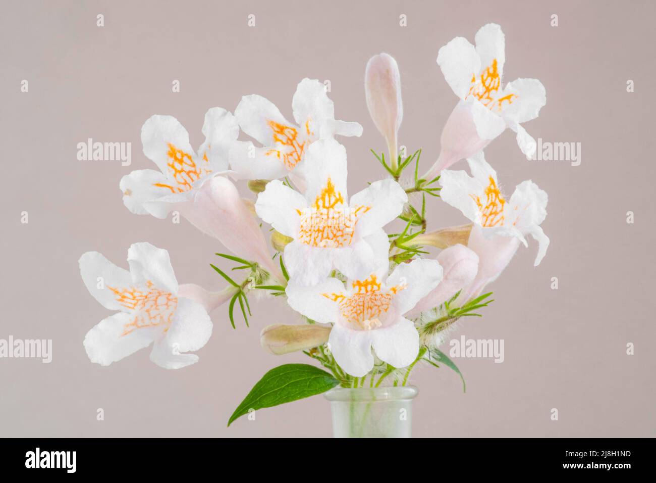 Grappolo di fiori bianchi su sfondo grigio chiaro Foto Stock