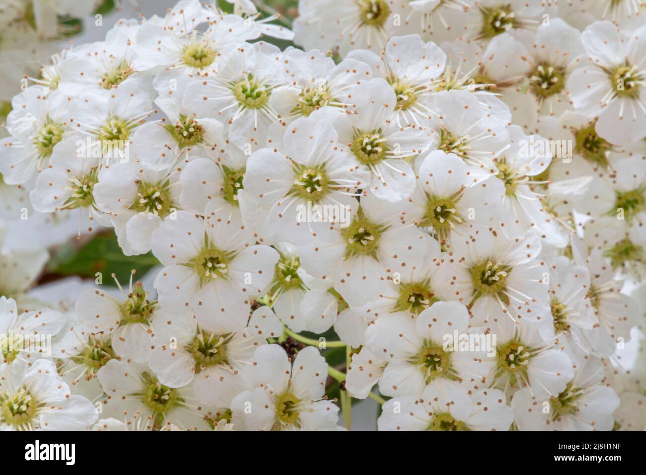 Grappolo di fiori bianchi su sfondo grigio chiaro Foto Stock