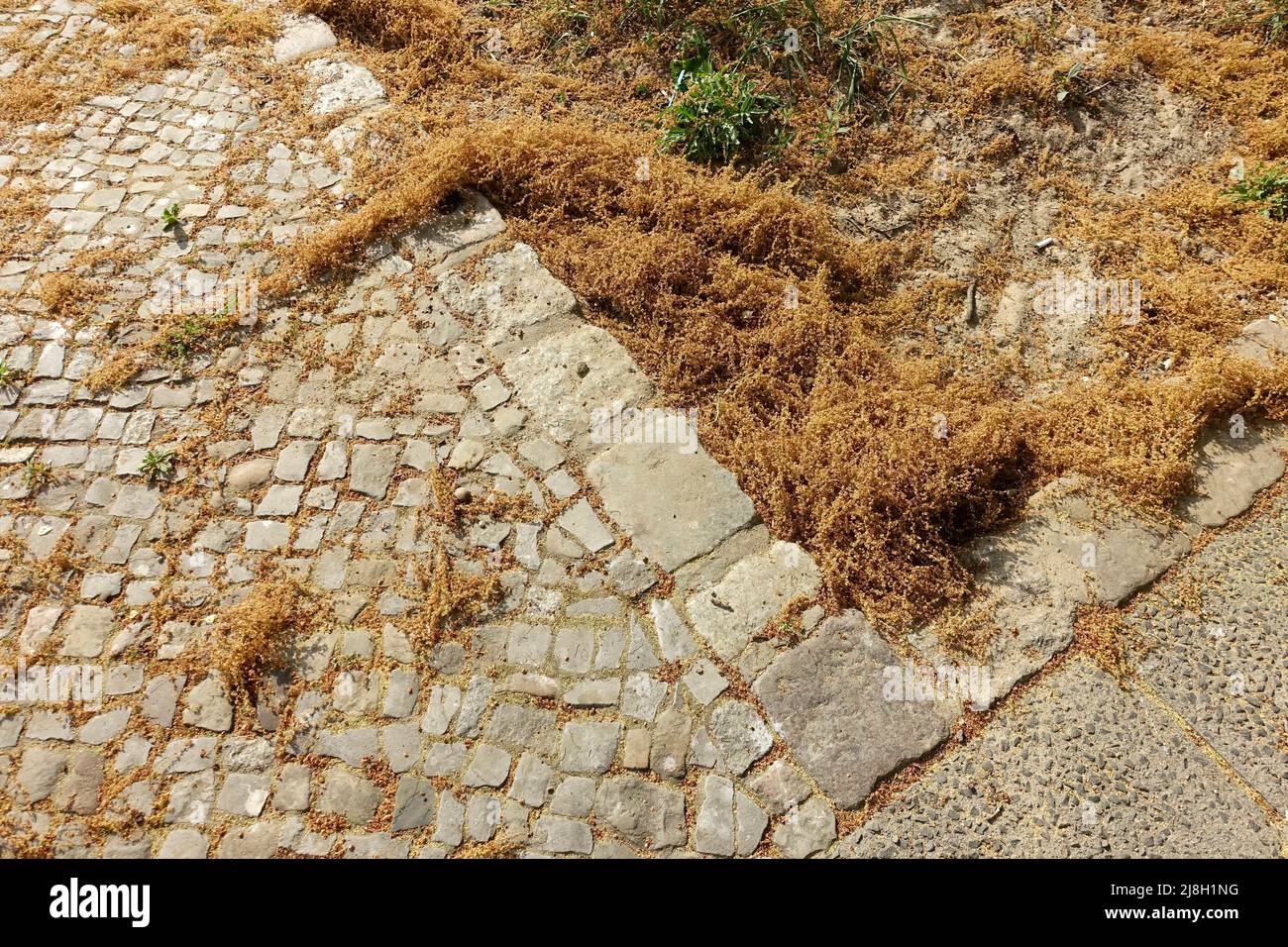 Polline europeo di quercia sul marciapiede Foto Stock