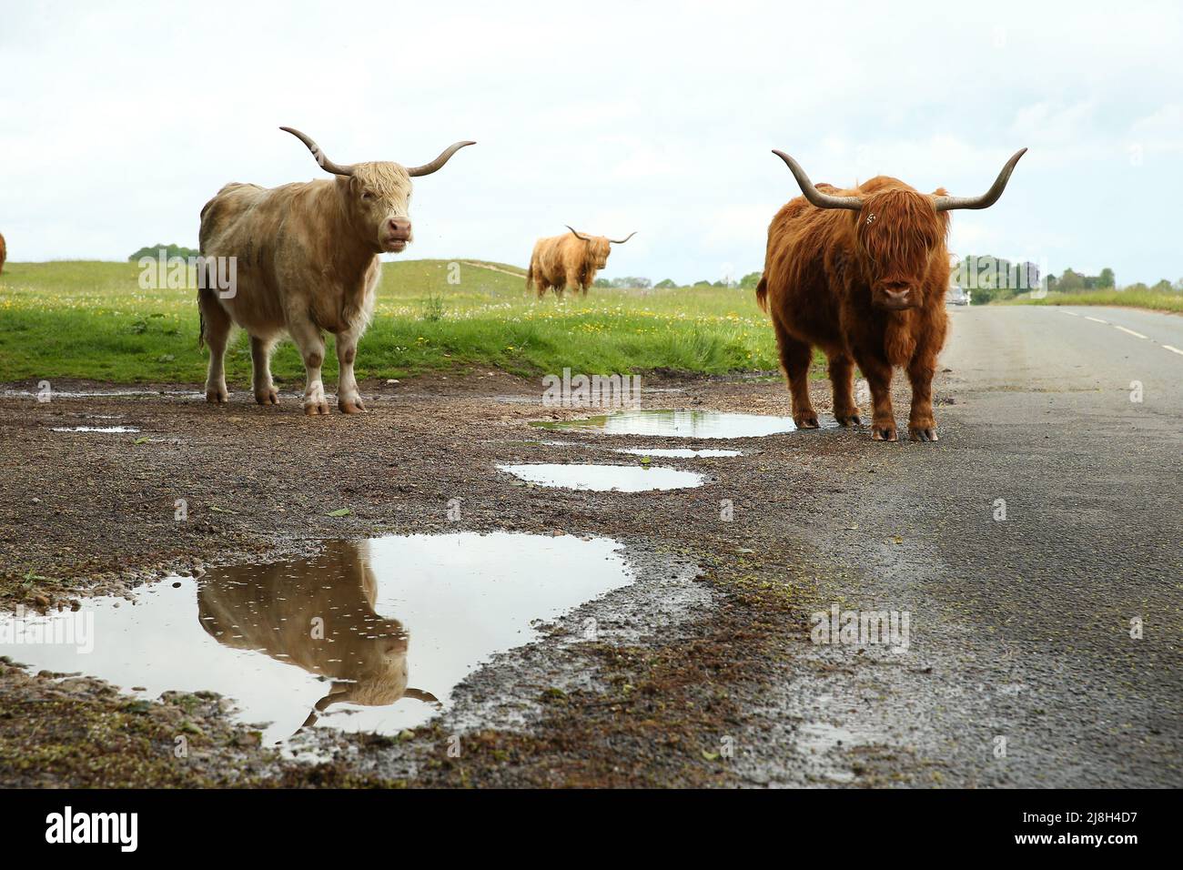 Stroud, Regno Unito, 16th maggio 2022. UK Weather.Mid temperature e venti blustery sul Minchinhampton comune come le mucche sono di nuovo a pascolare sulle praterie Gloucestershire antica per l'estate. Gloucestershire. Credit: Gary Learmonth Alamy / Live News Foto Stock